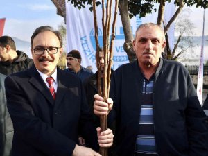 Devlet Desteği İle Çiftçilere 53 Bin Adet Fidan Dağıtıldı