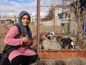 80’e Yakın Sokak Hayvanına Gönüllü Bakıyor
