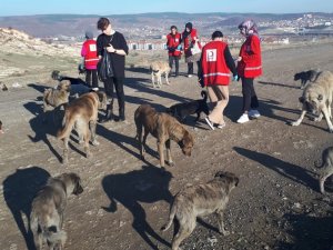 Öğrenciler Sokak Hayvanlarına Yiyecek Dağıttı