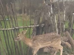 Biga’da Karaca Köye İndi