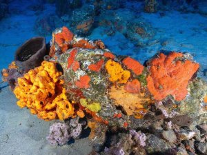 Deniz Süngerlerinde ‘Sıcaklık’ Tehlikesi