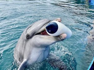 Marmaris’teki Yunus Parkında Bir Yunus Daha Hayatını Kaybetti