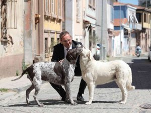 2022 Yılı Boyunca Sokaktaki Binlerce Can Dosta Tıbbi Müdahale