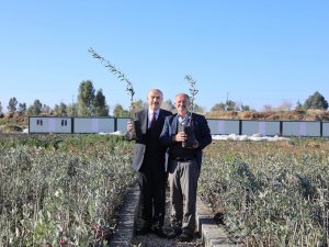 Mardin’de 1 Milyon Fidanın Dağıtımına Başlandı