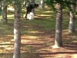 Köpeği Kemerle Döven Şahıs Yakalandı