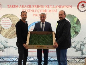 Samsun’da 6 Bin 783 Dekar Alanda 8 Bin 240 Ton Marul Üretiliyor