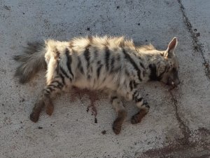 Çizgili Sırtlana Araç Çarptı