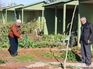 Emekliler Zamanlarını Sebze İşiyle Geçiriyor