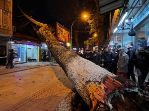 Bursa’da 40 Metrelik Çınar Ağacı Dükkanların Üzerine Devrildi