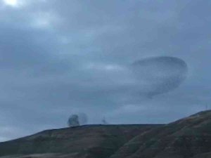 Sığırcık Kuşlarının Dansı