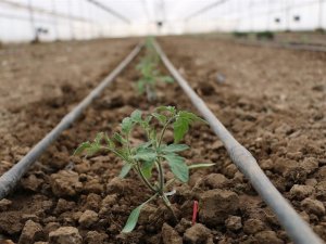 Erzincan Kent Tarım Projesi Başlıyor, Sera Yatırımı Artacak