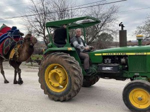 Devesini Güreşlere Traktör İle Antrenman Yaptırarak Hazırlıyor
