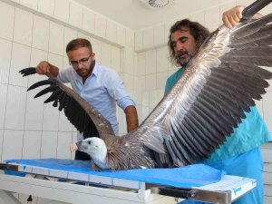 Tedavi Edilen Yaban Hayvanlarıyla Ekolojik Denge Korunuyor