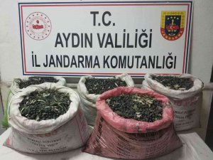Zeytin Hırsızları Yakalandı
