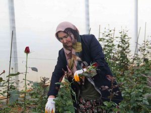 Isparta’da Kesme Gül Seraları Gelişiyor