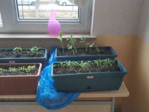 Lise Öğrencileri ’Yerel Tohum Projesi’ni Hayata Geçirdi