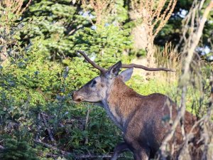 Türkiye’nin En Şansız Geyiği Görüntülendi, Şanssızlığının Altında Yatan Sebep İse Bir Hayli İlginç