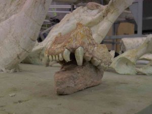 Kayseri’de 7,5 Milyon Yıllık Aslan Kafatası Bulundu