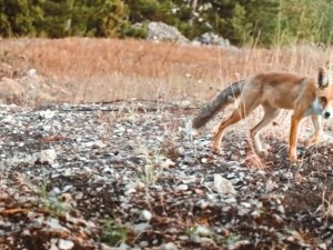 Kurnaz Tilki Ormandaki Tüm Fotokapanları Tespit Etti