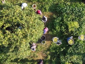 Limonun Başkentinde ’Yoğun Hasat’ Dönemi: Vali Makası Eline Aldı, Kestiği Limonları Küfeyle Taşıdı