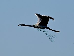 Boynunda Ağla Uçan Flamingo, Denizdeki Kirliği Ortaya Serdi