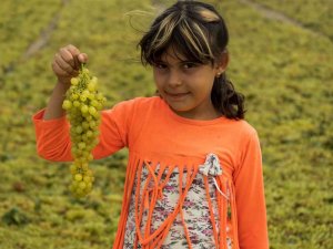 Onlar İçin Üzüm Sadece Üzüm Değil