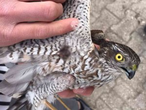 Yaralı Atmaca Tedavi Altına Alındı