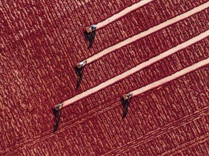 ‘Gaziantep’te Hasat Mevsimi’ Fotoğraf Yarışması Sonuçları Açıklandı