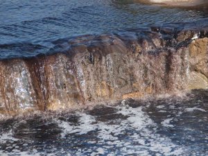 Zeytin Sezonu Başladı, Köşk Çayı Siyaha Büründü