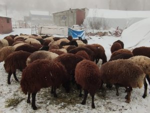 Erzurum’da Kar Yüzünü Gösterdi
