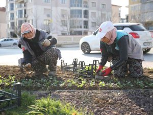 Merkezefendi Mevsimlik Çiçek Dikimiyle Renkleniyor