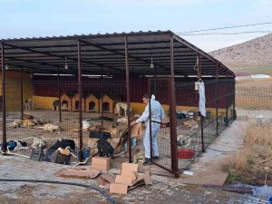 Elbistan’da 200 Sokak Köpeği Kısırlaştırıldı