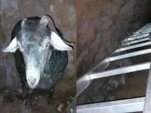 Mağarada Keçi Kurtarma Operasyonu