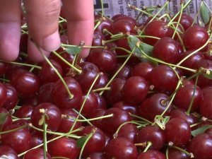 Elazığ Vişnesi Tescillendi