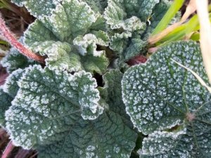 Aydın’ın Dört İlçesine Zirai Don Uyarısı