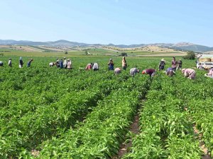 Yenişehir Biberi’ne De Tescil Belgesi