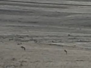 Kars’ta Kurtlar Yol Kenarına İndi