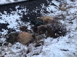 Erzincan’da Trenin Çarptığı Çoban Öldü