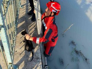 Seydikemer’de Çaya Düşen Kediyi İ̇tfaiye Kurtardı