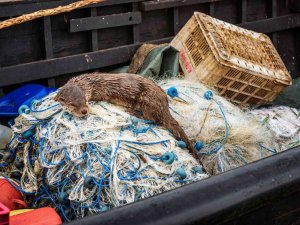 Aç Kalan Su Samuru Balıkçı Teknesinde Yem Aradı