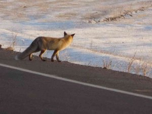Karla Kaplı Arazide Yiyecek Arayan Tilki Görüntülendi