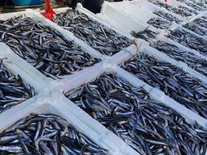 Havalar Soğudu, Hamsinin Fiyatı Arttı