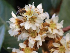 Yenidünya Ağaçları Çiçek Açtı
