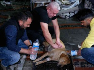 Gözyaşlarına Hakim Olamadılar: Köpeğin Yaşaması İçin Dakikalarca Kalp Masajı Yaptılar