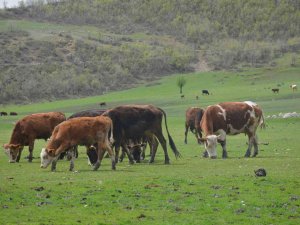 Pilot Bölge Aydın’da Meraların Kapasitesi Arttırılacak