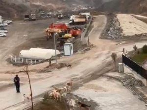 Başıboş Köpekler Yeni Kurulan İlçe Merkezinde De Tehlike Saçıyor