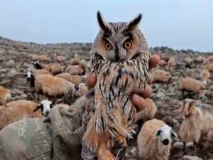 Diyarbakır’da Yaralı Bulunan ’Kulaklı Orman Baykuşu’ Tedavi Edildi
