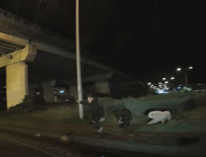 Rize'de köpeklerden kaçarken yola atlayan üniversiteli ezilmekten son anda kurtuldu