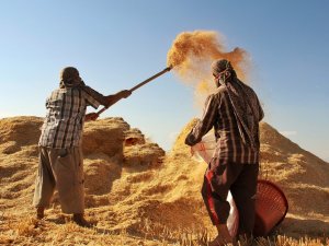 Çiftçinin Girdi Maliyeti Yüzde 134,76 Arttı