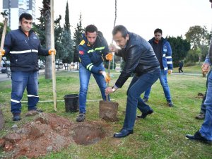 Çukurova’da Turunç Seferberliği